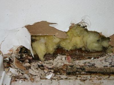 About Black Mold Removal Lady Lake - black mold removal experts in Lady Lake